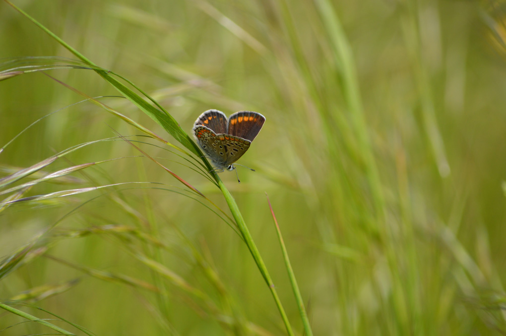 Femmina di Polyommatus (Polyommatus) icarus